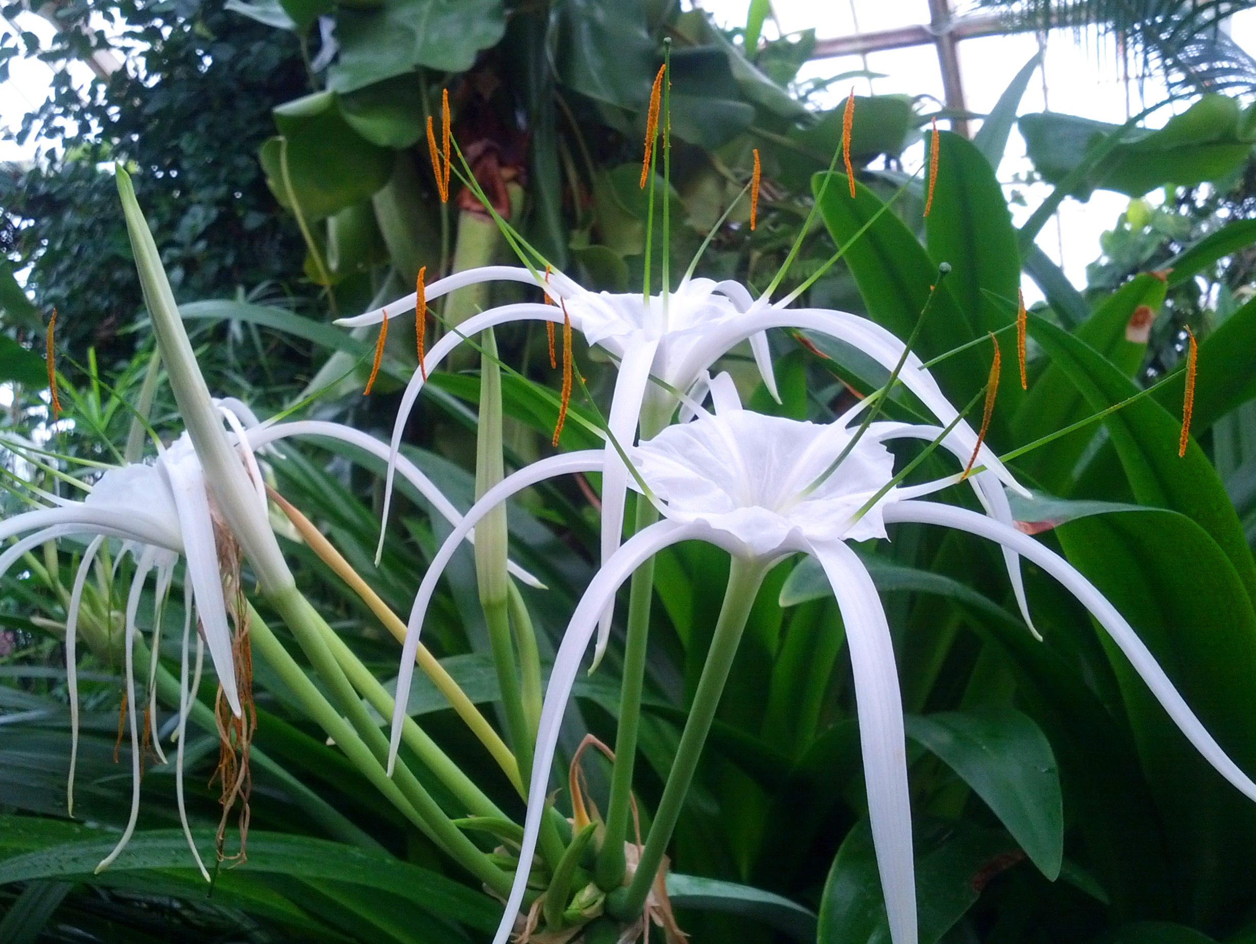 Hymenocallis sonorensis